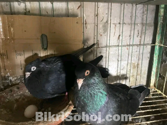 কবুতর
